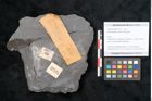 Foto (Objekt + Etikett) von Odontopteris minor Brongniart (NHMW-GEO-2024-0188-10725)